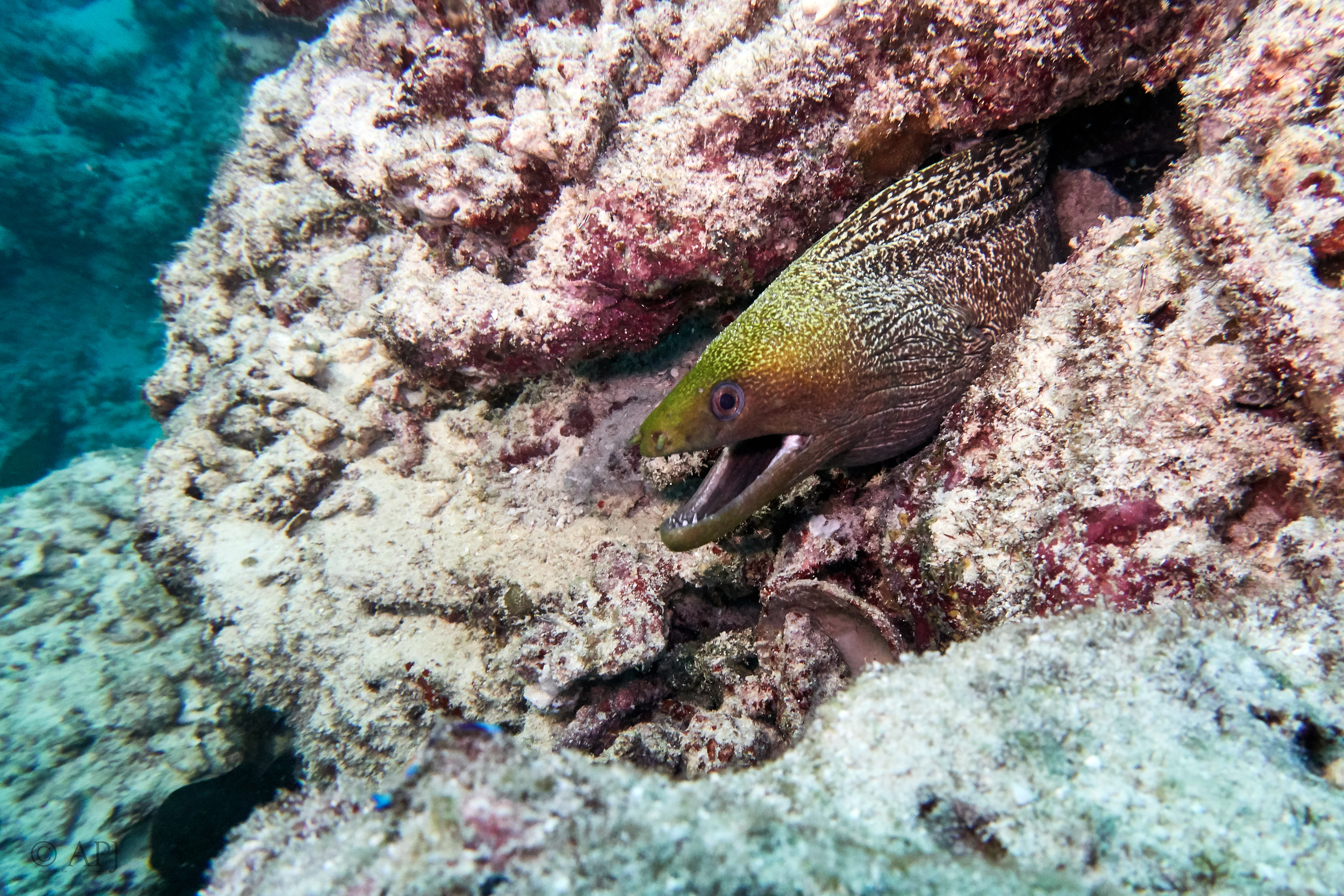 000115 13 08 17  Canon PowerShot G7 X Mark II   Malediven2017